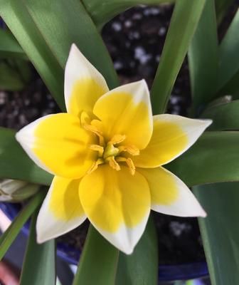 Yellow & white bicolor tulip in full bloom, star-shaped petals surrounding golden stamens, green leaves & dark mulch below