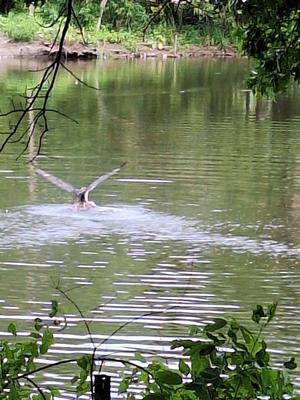 A bird dives into a calm pond, wings spread as it enters the water, creating ripples on the surface. The pond is surrounded by lush green vegetation and overhanging tree branches, reflecting in the water