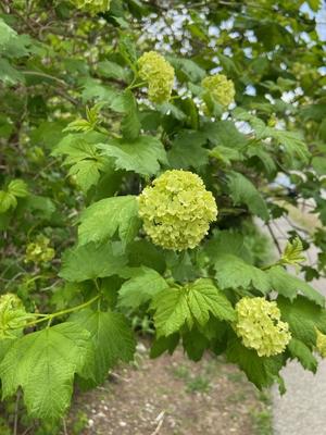 Snowball viburnum blooming in spring