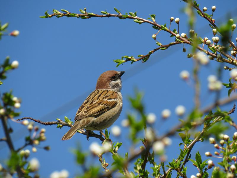 A small brown songbird perched on a branch amidst blossoming white flowers against a bright blue sky. The bird appears to be a house sparrow or similar species, with distinctive streaked brown feathers and a small beak. The branch is covered in delicate white buds and green leaves