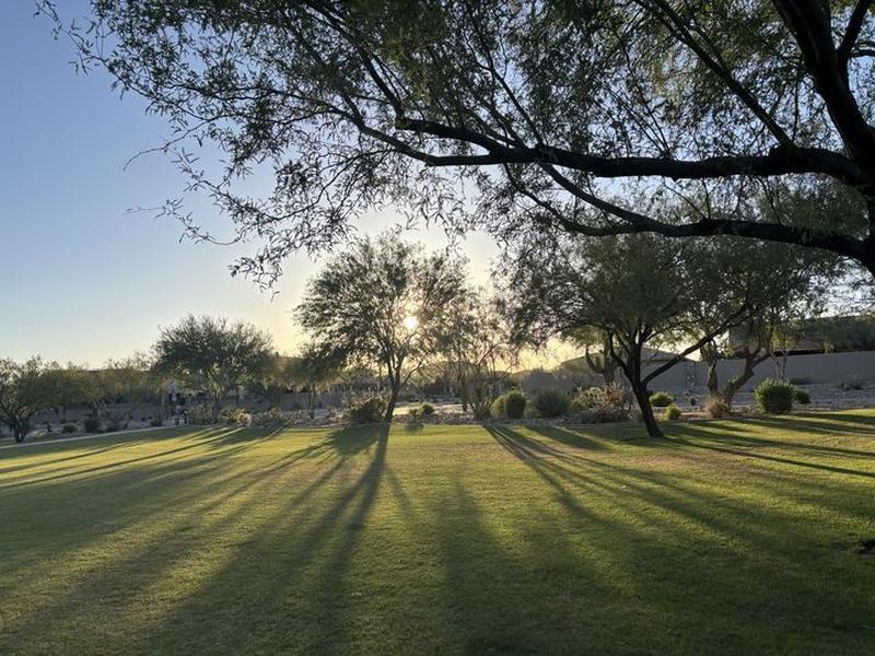 Golden evening sun filters through desert trees, casting long shadows across a green lawn edged with cacti and low homes