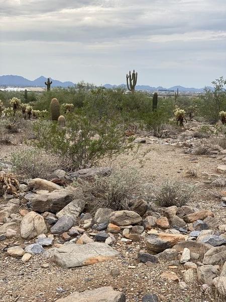 Desert vista with saguaros & cholla cacti rising from rocky scrubland; distant Phoenix sprawl beneath overcast monsoon sky.