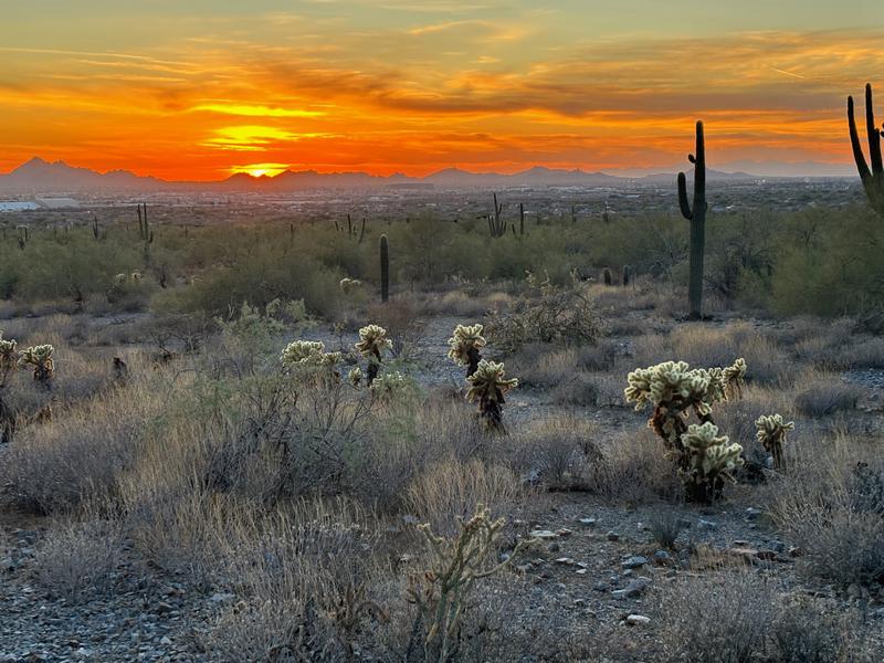 Desert landscape at sunset with saguaro cacti & cholla plants in front of a cityscape & mountains under a golden sky