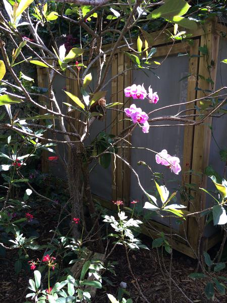 Flowers bloom on a bush, lit by the sun