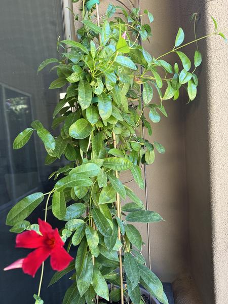 A climbing plant with glossy green oval leaves growing on a trellis, with a single bright red flower visible