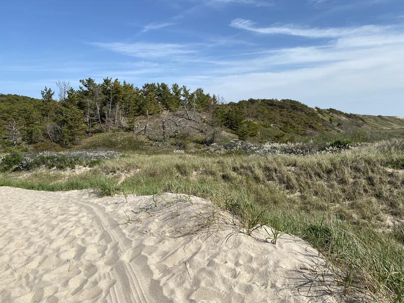 Sand dune with beach grass leading to wooded hillside under blue sky with wispy clouds