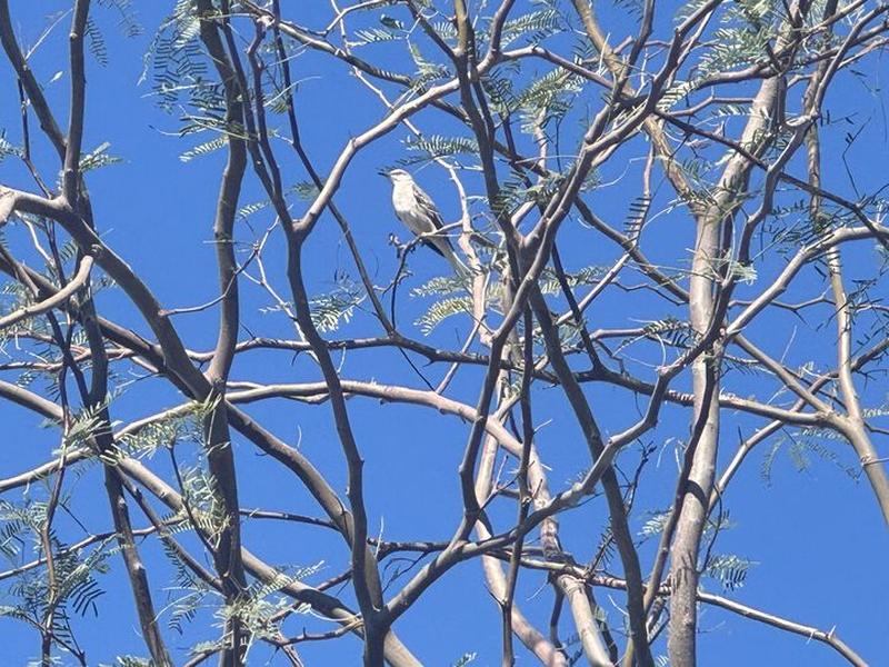 A mockingbird perched among the sparse branches of a mesquite tree against a bright blue sky