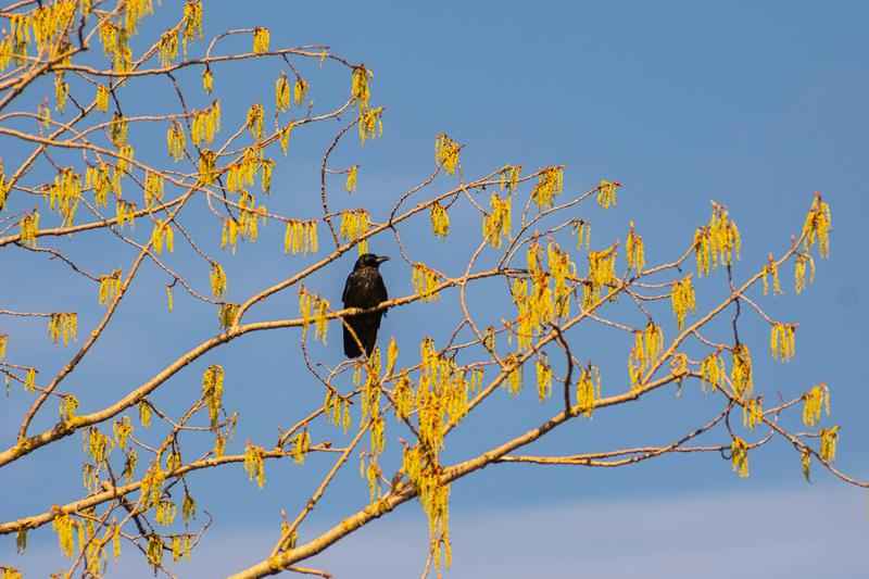 A black bird perched on a branch covered in vibrant yellow catkins against a bright blue sky, with its iridescent black feathers contrasting beautifully with the golden yellow blooms surrounding it