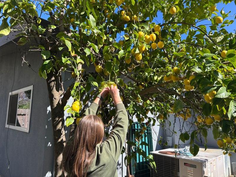 A woman reaches up to pick ripe lemons from a backyard lemon tree on a sunny day