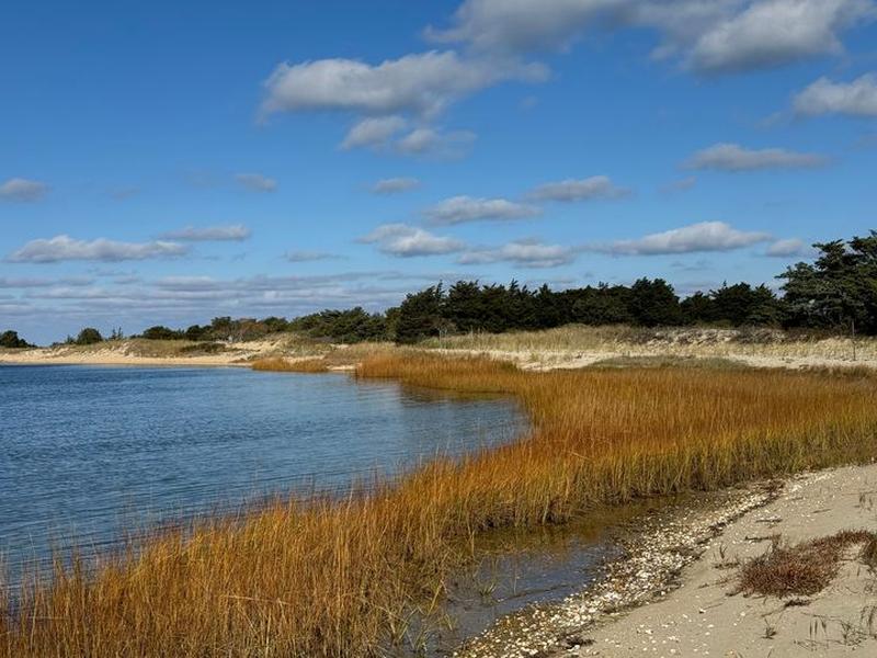 Golden marsh grasses lining a calm blue tidal inlet, with a sandy shore, evergreens, and a blue sky scattered with clouds