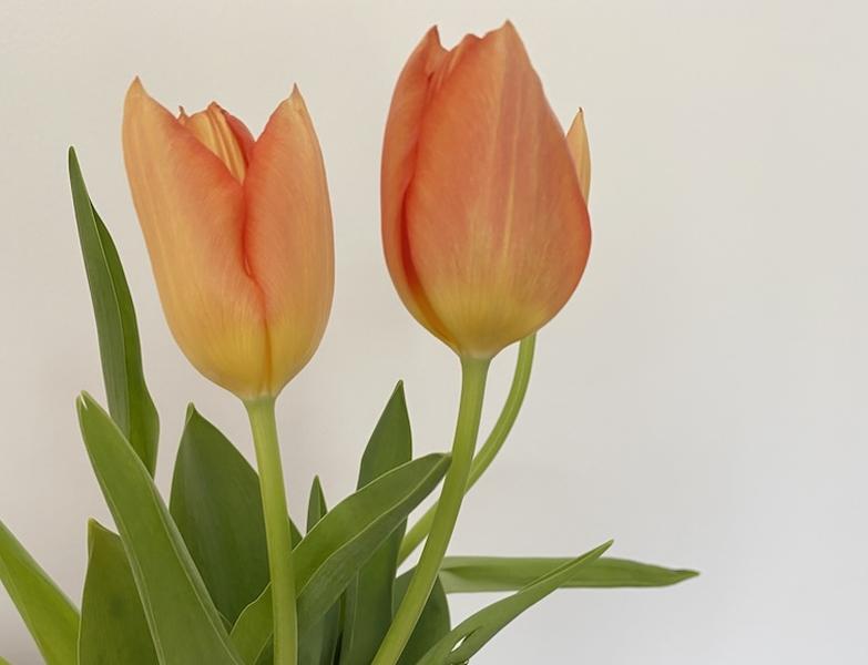 Two orange and yellow tulips with green leaves and stems against a plain white background