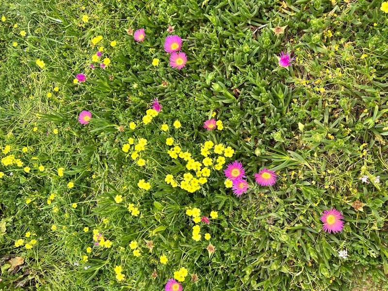 Pink ice-plant blossoms scattered among yellow wildflowers in a lush green succulent ground cover