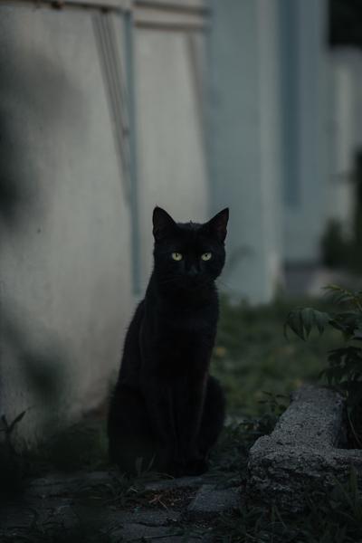 A black cat gazes intently at the camera while sitting on its haunches